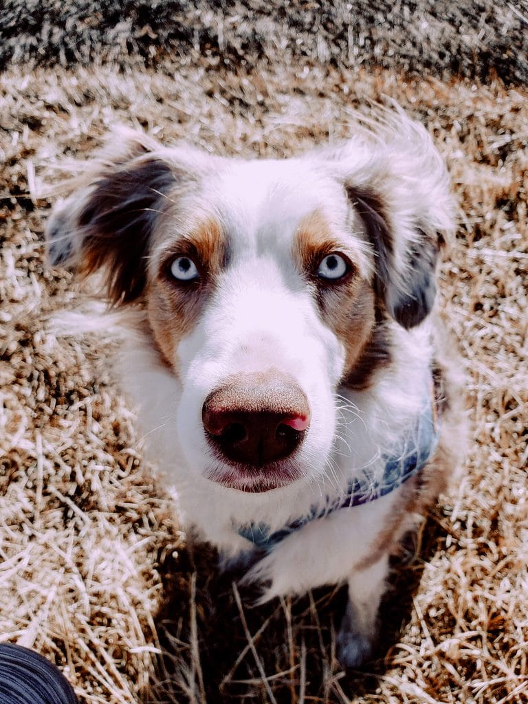 An Australian Shepherd. His owners know Earth Buddy makes the best cbd oil for pets