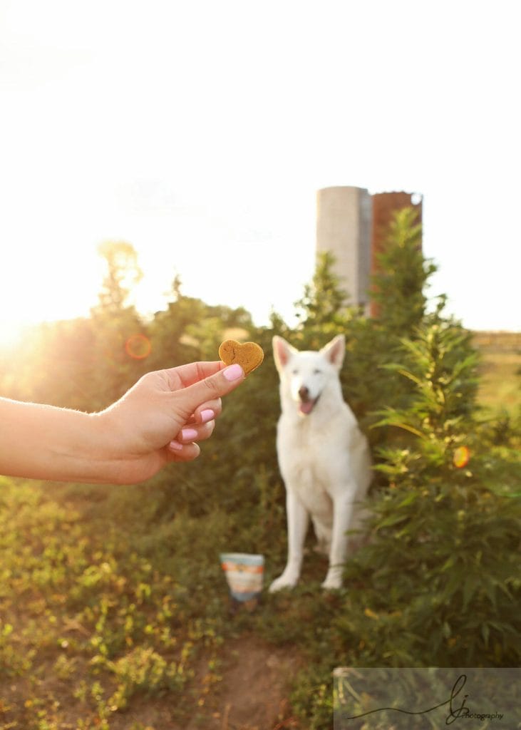 A Hemp Heart Treat with a dog in a hemp field. Shop CBD supplements for animals from Earth Buddy now.