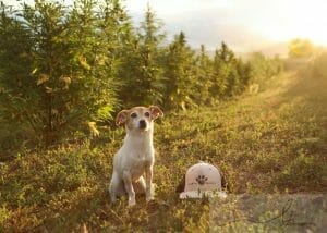 Do dogs have an endocannabinoid system? Read this article to learn more.