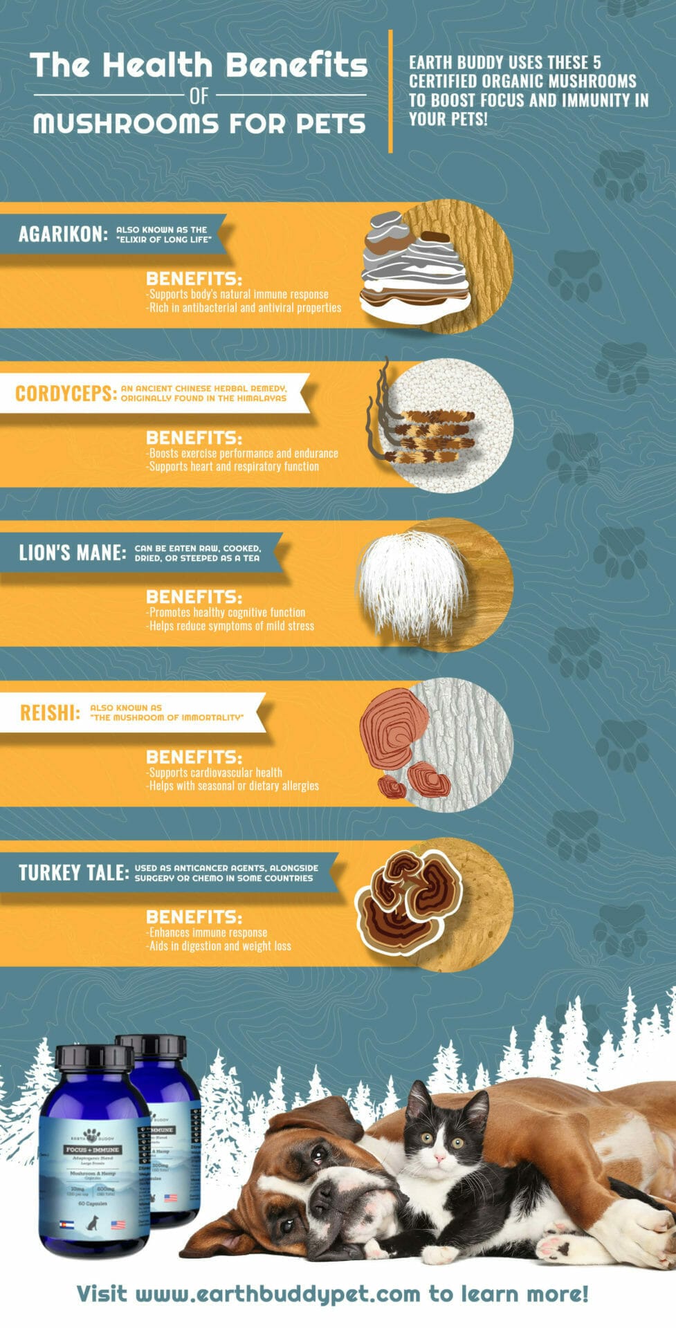 An inforgraphic on functional mushrooms for pets. Read how mushrooms for dogs with allergies work.