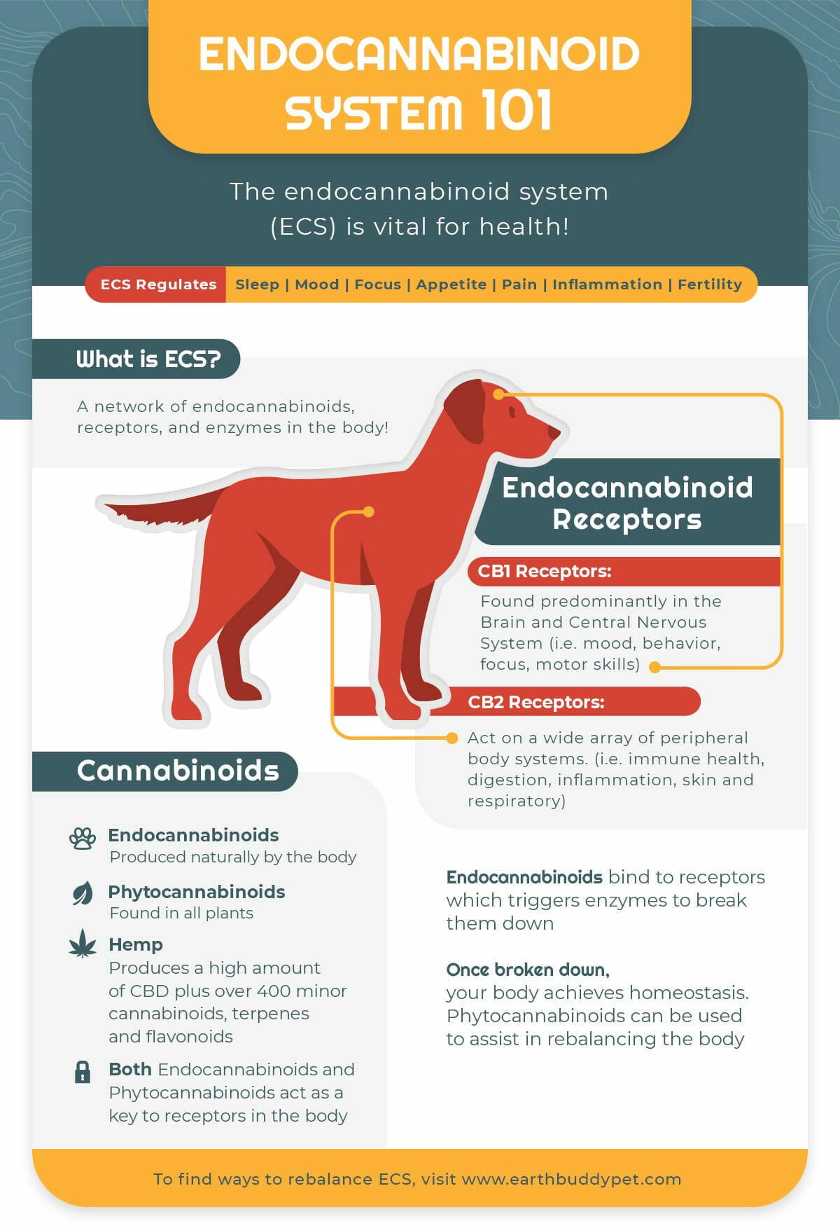 Infographic detailing the dog endocannabinoid system and what is the endocannabinoid system.