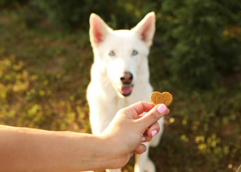 A white dog being offered an Earth Buddy Hemp Heart CBD treat.