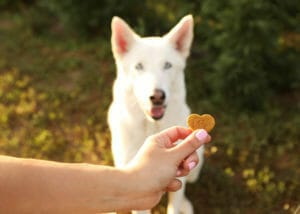 A white dog being offered an Earth Buddy Hemp Heart CBD treat.