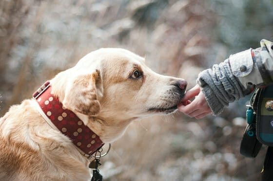 Are CBD treats good for dogs? An owner feeding a CBD dog treat to a yellow lab in the wintertime. 