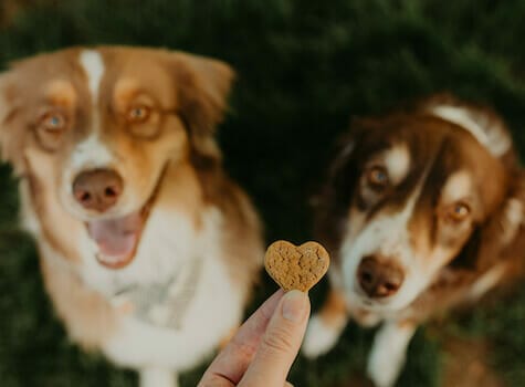 Two dogs looking up at a heart-shaped hemp treat. The treat is a natural pet supplement.
