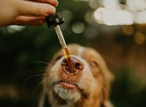 Brown and white dog licking some Earth Buddy 500mg CBD oil for dogs out of the dropper. CBD for dog anxiety is a natural supplement.