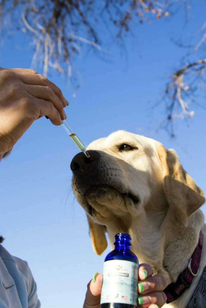 A yellow lab smelling a CBD tincture for pets. Calm CBD effects can happen in dogs and cats.