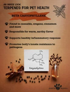 infographic of beta-caryophyllene effects and sources showing molecular structure.