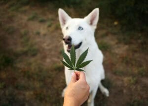 White dog sitting behind an organic hemp leaf on Earth Buddy's farm. CBDa acts on pain receptors that can help dog joint pain. 