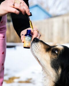 Australian Shepard taking a dropper of Earth Buddy Cellular Support with organic CBG for dogs to support healthy aging and brain function. 