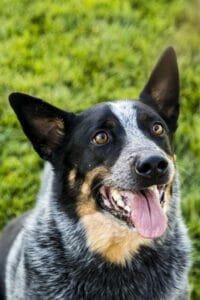 Australian Cattle Dog sitting with tongue out. Learn more about the benefits of CBG for dogs on this page.