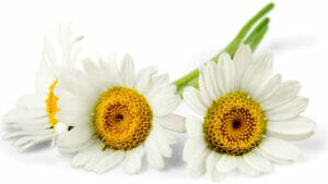 Chamomile flowers. Cannabis plants also contain synergistic compounds like alpha-bisabolol terpene effects