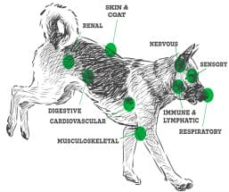 Graphic showing different places endocannabinoid system interacts with in dogs. CBN for dogs can help calm anxious dogs by engaging the ECS. 