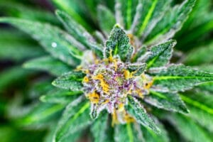zoomed in image of cannabis flower to show the trichomes, which contain terpenes rich in beta caryophyllene