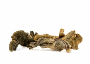 turkey tail mushrooms for dogs and cats contain immune activating properties beyond beta glucans