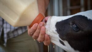 baby cow calf drinking colostrum. Learn more about what does colostrum do for dogs here. 