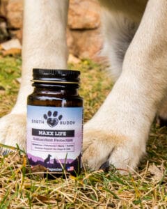 Earth Buddy glutathione supplement for dogs helps to detoxify harsh chemicals in pet food. 