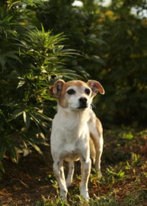 Jack Russel mix standing in front of Earth Buddy's organic hemp used for pet CBD products. 