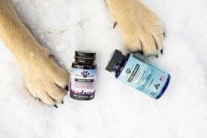 Senior dog & cat supplements