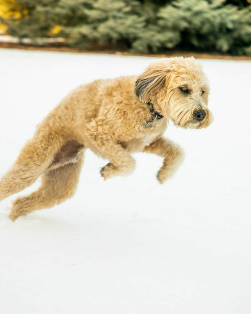 A curly-haired dog running through snow after taking a supplement made with mushroom for allergies in pets.
