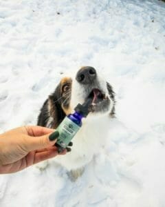 white dog with black and brown spots eagerly biting a blue bottle of Earth buddy cbda oil for pets