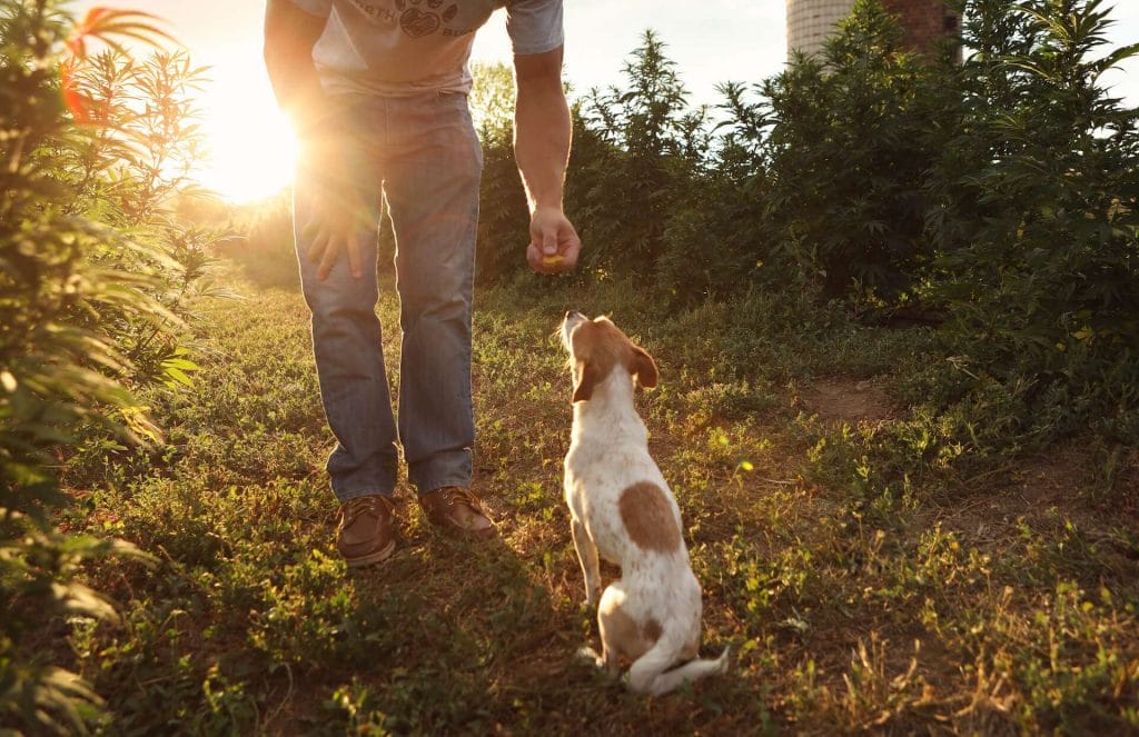 jack Russel taking cbd dog treat from owner on a hemp farm with sunset in background