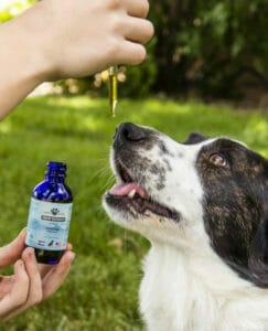 white with black spotted dog about to lick dropper of full spectrum cbd oil for dogs from Earth Buddy 1000mg Hemp Extract for dogs in blue bottle