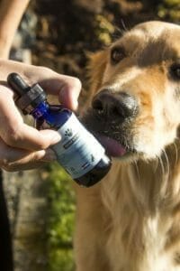 A dog licking a bottle of hemp extract for dogs. Read how to boost your dog's quality of life.