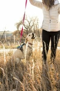 Yellow lab with owner in a field. Read this blog to learn how to boost quality of life for dogs