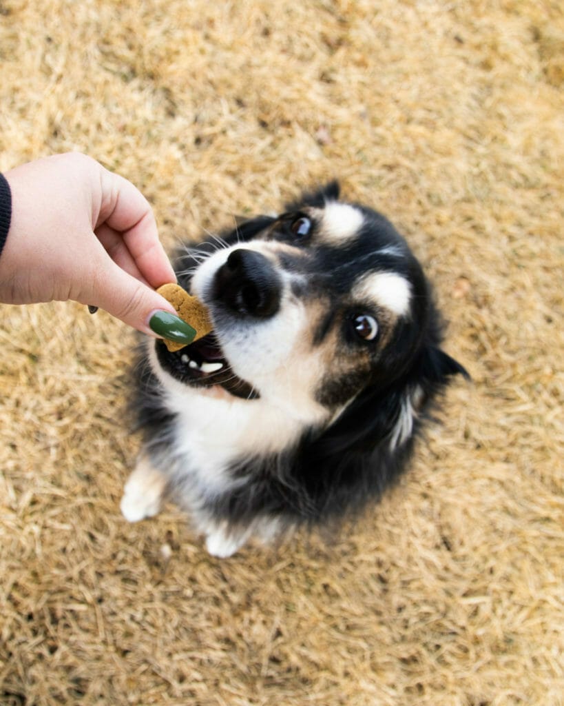 Australian shepard dog biting into an Earth Buddy cbd treats for dogs anxiety. Read this blog to learn about the best gifts for pet holidays.