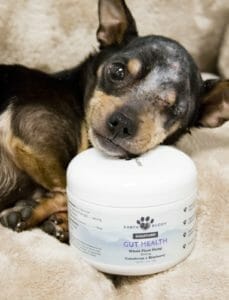 image of black with brown spotted shelter dog with one eye laying on a jar of Earth Buddy Gut Health powder with colostrum supplement for improved digestion in dogs. 