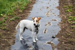 White with brown spotted Jack russell dog standing on earth buddy hemp farm.