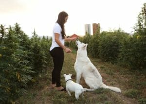 woman in white shirt, black pants, and dark hair giving a cbd treat for dogs to two white dogs waiting on a organic hemp farm in colorado