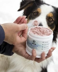 image of hand scooping out Earth Buddy’s Gut Health powder with colostrum supplement for dogs and cats with border collie patiently waiting to taste. 