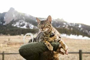 tan coated cat with black spots laying on the shoulders of his owner in the foothills of the rocky mountains.
