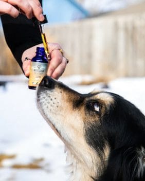 Pet owner administering earth buddy cbg for dogs and cats for cellular support to an black with brown and white streaks, aussie shepard mix outside.