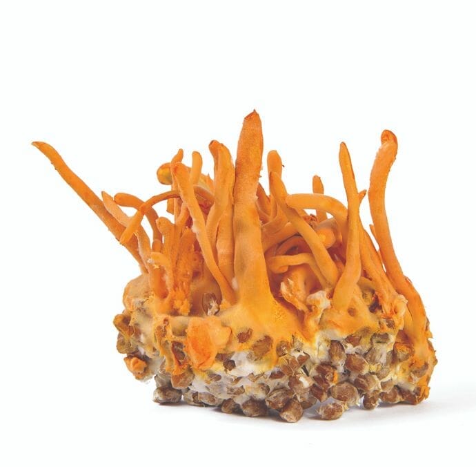 image of orange fruiting body and mycelium of cordyceps militaris. Read this article to learn the benefits of cordyceps for dogs
