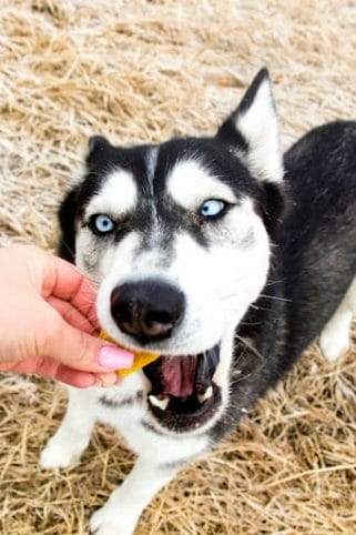 black and white siberian husky biting into a delicious earth buddy hemp heart cbd dog treat.