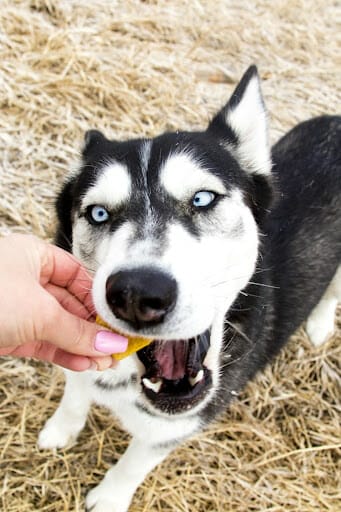 black and white siberian husky biting into a delicious earth buddy hemp heart cbd dog treat.