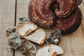 Image of whole fruiting bodies of reishi, turkey tail, and lion’s mane mushrooms on a grey wood table