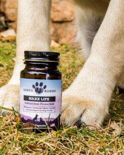 bottle of earth buddy maxx life glutathione for dogs in front of yellow lab paws. Glutathione can help with joint pain and more.