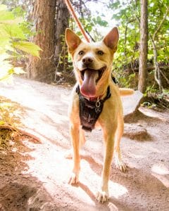 light brown dog with tongue out in a dark harness leash in the rocky mountains. Read more to find out the best antioxidants for dogs.