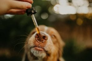 brown dog with white spots getting ready to take earth buddy’s full-spectrum cbd for dogs out of a dropper.