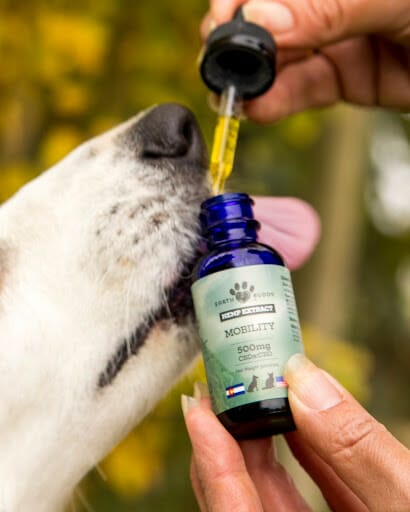 white dog licking dropper of earth buddy mobility cbda for dogs in a blue bottle with green label to help with healthy skin and coat.