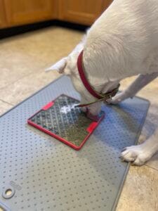 White dog licking fish stock off of lick mat. Fish stock contains natural sources of omega 3 fatty acids for dogs