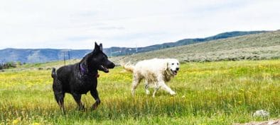 image of black dog and white dog running through a field of green grass in the rocky mountains. Read this blog for tips on road trips with dogs.