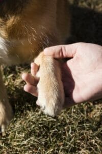 hand holding a tan colored dog’s paw. Dry and cracked paws can be a sign of liver disease.