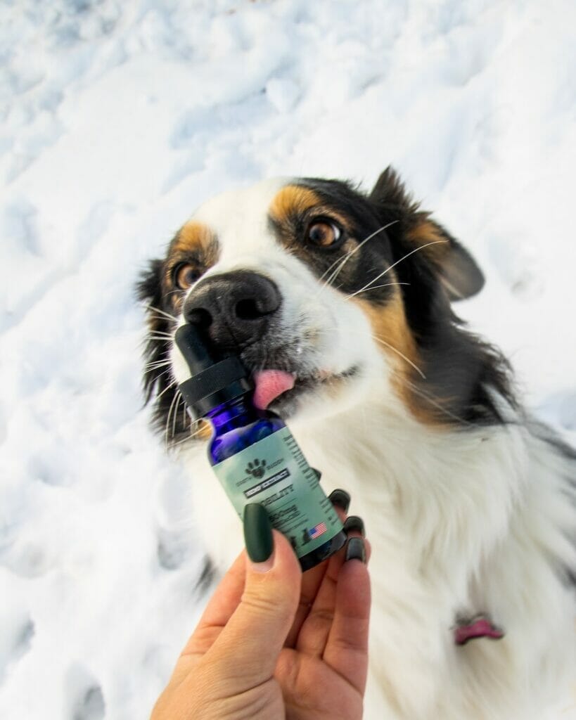 When does cbd oil start working for dogs? A dog licking a bottle of Earth Buddy Mobility with CBDa.