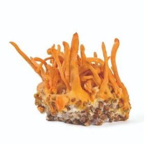 Cordyceps mushrooms for dogs contain cordycepin and cordycepic acid, which can improve cardiovasular and respiratory function in dogs.