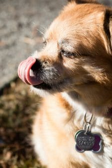 Small dog licking lips, which is one of many physical signs of stress in dogs.